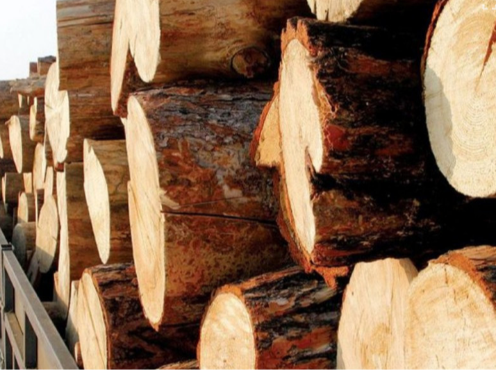 Хууль бусаар мод бэлтгэсэн хэргүүдийг шүүхээр шийдвэрлүүллээ